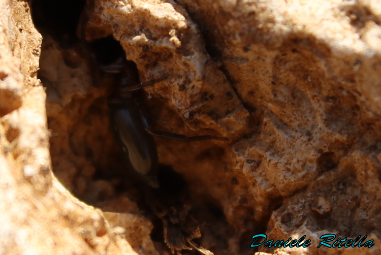 Gnaphosidae